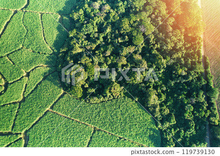 Green farm field next to forest 119739130