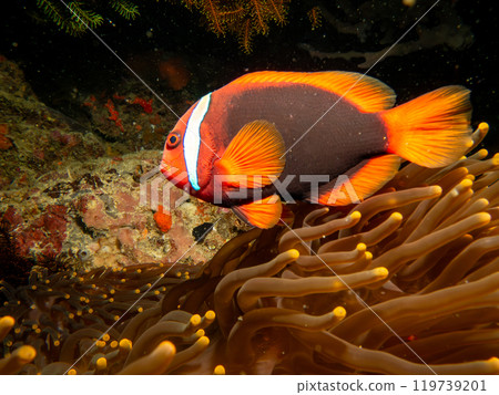 Tomato anemonefish, Amphiprion frenatus, in the host anemone, Puerto Galera, Philippines 119739201