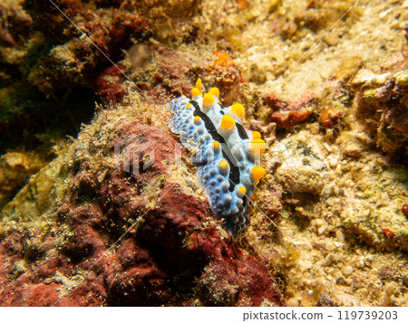 Sea slug Phyllidia varicosa, or Wart Slug, a colorful nudibranch with black stripes, yellow spots 119739203
