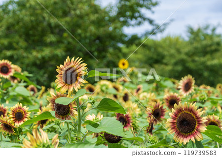 Expanding sunflower field Expanding sunflower field 119739583