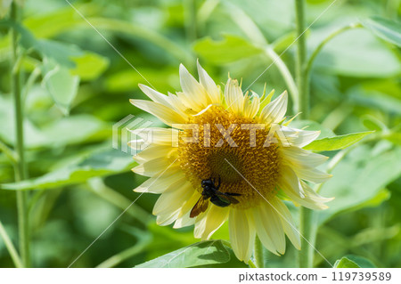 Sunflowers and bees meet 119739589