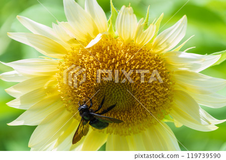 Sunflowers and bees meet 119739590