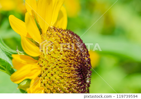 Vibrant sunflower detail Vibrant sunflower detail 119739594