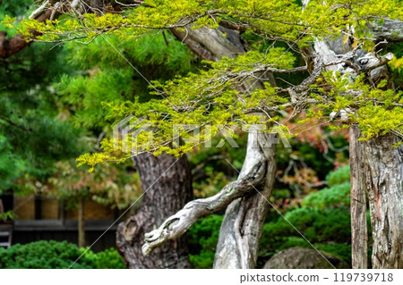 秋天的樹木開始變色 119739718