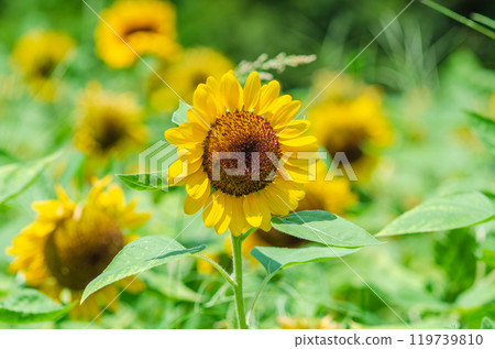 Sunflowers bathed in summer sunlight 119739810
