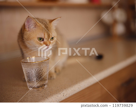 Beautiful short hair cat at home Beautiful short hair cat at home 119739829