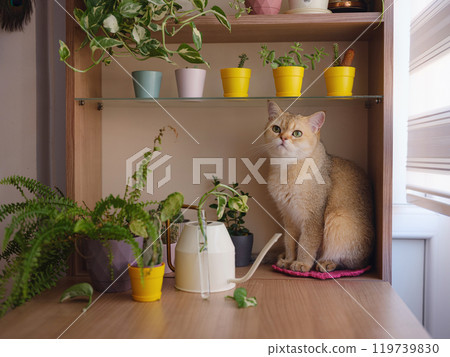Beautiful short hair cat at home Beautiful short hair cat at home 119739830