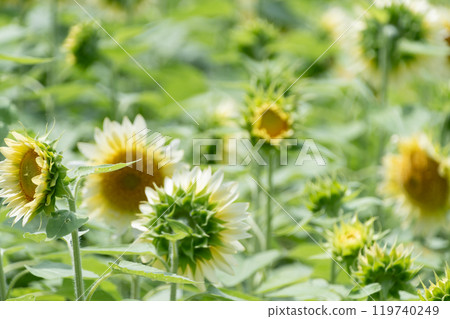 Sunflowers starting to bloom Sunflowers starting to bloom 119740249