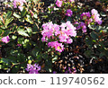 Cute little pink flowers 119740562