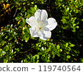 A small white camellia 119740564