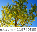 Autumnal leaves ginkgo tree and blue sky 119740565