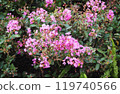 Beautiful blooming pink flowers 119740566
