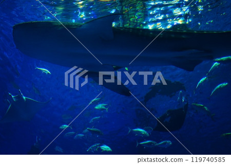 japan aquarium whale shark japan aquarium whale shark 119740585