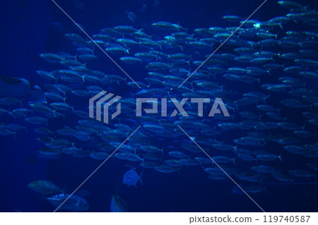 japan aquarium tropical fish japan aquarium tropical fish 119740587