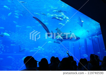 japan aquarium whale shark 119740590