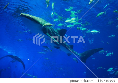 japan aquarium whale shark japan aquarium whale shark 119740595
