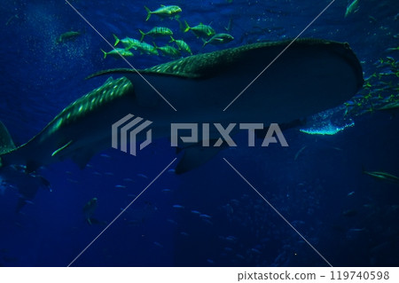japan aquarium whale shark japan aquarium whale shark 119740598