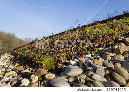 Green ecological sod roof on wooden building covered with vegetation 119741655