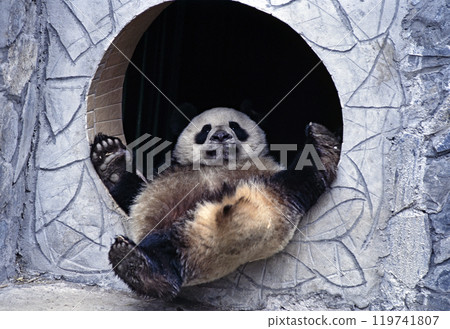 臥龍中國熊貓保護研究中心熊貓 119741807