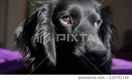 A black dog with expressive eyes lies on a plush purple surface. Sunlight highlights its smooth coat, creating coziness and serenity. A black dog with expressive eyes lies on a plush purple surface. Sunlight highlights its smooth coat, creating coziness and serenity. 119742146