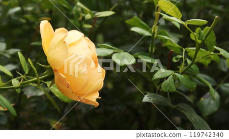 A picturesque view of swaying green leaves of a yellow rose. This peaceful video brings the peace of nature to life. 119742340