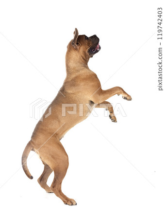 young cane corso 119742403