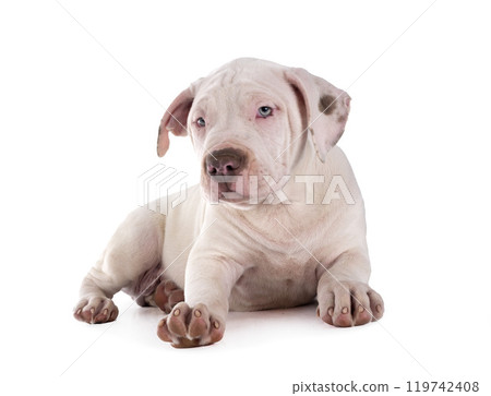 puppy bully XXL in studio 119742408