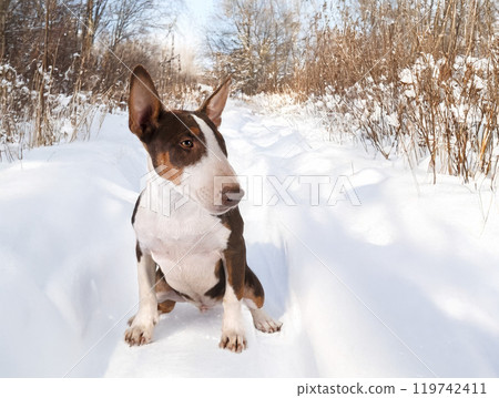 bull terrier in nature 119742411