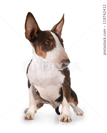 bull terrier in studio 119742412