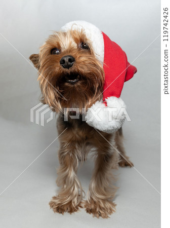 A Yorkshire Terrier in a Christmas hat brings joy and cheer to the holiday season 119742426