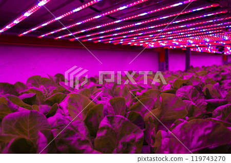 Special LED lights shine on lettuce in aquaponics system combining fish aquaculture with hydroponics, cultivating plants in water under artificial lighting 119743270