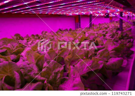 Special LED lights shine on lettuce in aquaponics system combining fish aquaculture with hydroponics, cultivating plants in water under artificial lighting 119743271