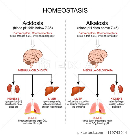 Homeostasis. pH regulation. Alkalosis, and Acidosis Homeostasis. pH regulation. Alkalosis, and Acidosis 119743944
