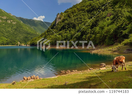 Cow Gazing on Beach by Piva Lake 119744183