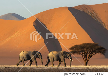 Two elephants walking in namib desert at sunrise with orange sand dunes Two elephants walking in namib desert at sunrise with orange sand dunes 119744329