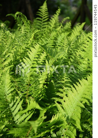 Green bracken fern as a close up 119744545