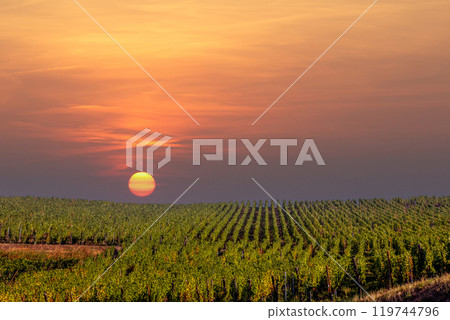 Vineyards on the wine road, Alsace, France Vineyards on the wine road, Alsace, France 119744796