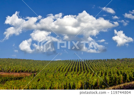Vineyards on the wine road, Alsace, France Vineyards on the wine road, Alsace, France 119744804