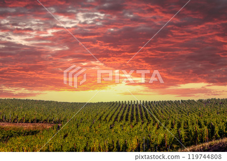 Vineyards on the wine road, Alsace, France Vineyards on the wine road, Alsace, France 119744808