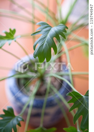 Ornamental plants in the living room 119744947