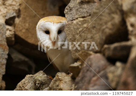Barn Owl Looking Out of a Hole in an old Wall - Tyto Alba. 119745027