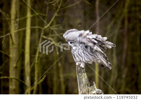 Great grey owl (Strix nebulosa) landing to old tree trunk in the winter forest. Big owl in nature Great grey owl (Strix nebulosa) landing to old tree trunk in the winter forest. Big owl in nature 119745032