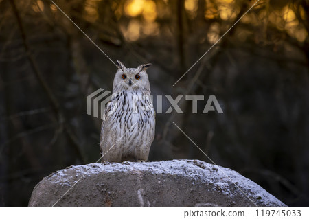 Winter scene with Big Eastern Siberian Eagle Owl, Bubo bubo sibiricus, sitting ion the rock with snow iin winter sunset Winter scene with Big Eastern Siberian Eagle Owl, Bubo bubo sibiricus, sitting ion the rock with snow iin winter sunset 119745033