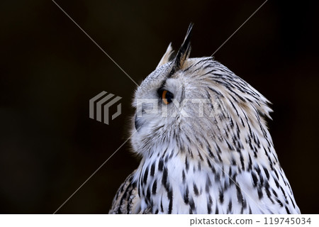 Winter scene with Big Eastern Siberian Eagle Owl, Bubo bubo sibiricus, sitting ion the rock with snow iin winter sunset 119745034