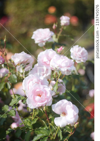 Rose of light pink color 119745076