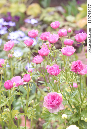 Pink rose Pink rose 119745077