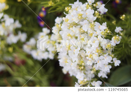  White flower 119745085