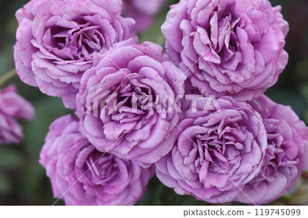 紫玫瑰 119745099