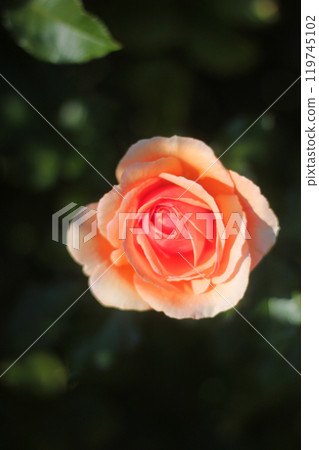 Roses Roses 119745102