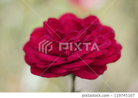 A red rose A red rose 119745107